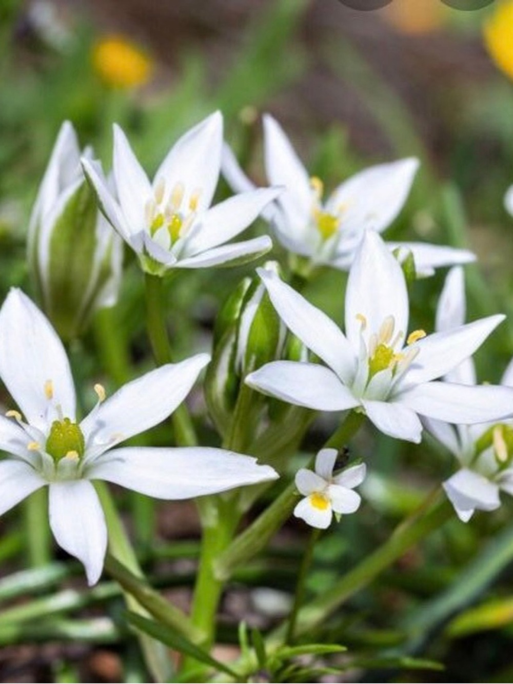 Star Of Bethleham 80 bulbs*White Star Flower Cluster with Lush Green Foliage*